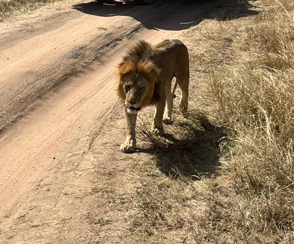 Safari Scenic Landscape
